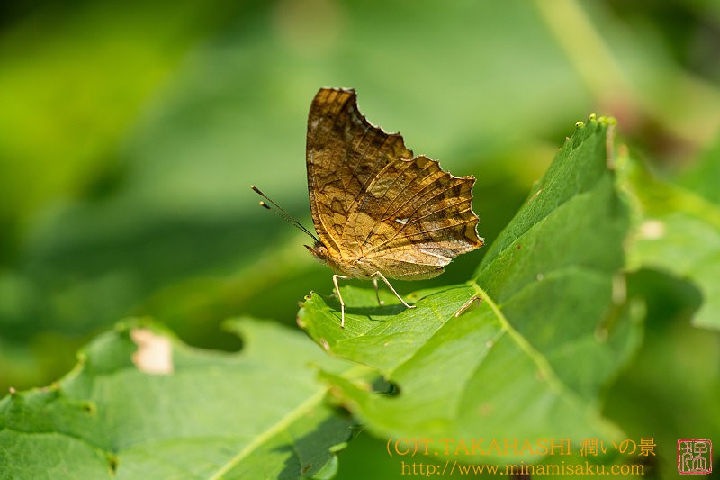 ../Images/7R240807 (50).jpg